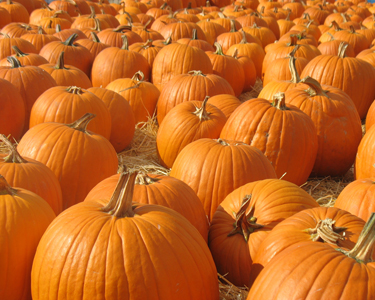 Kids Travis County and Williamson County: Pumpkin Patches - Fun 4 Austin Kids