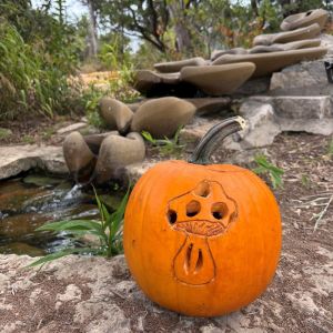 Pumpkins line the path at Austin Waldorf School