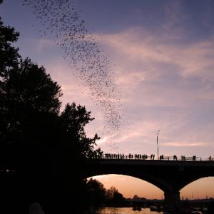 Congress Avenue Bridge - Bat watching