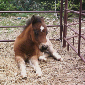 MLB Pony Rides and Petting Zoo