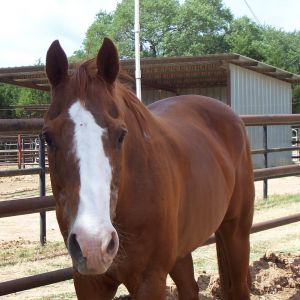 Spicewood Farms