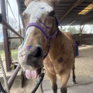 Bear Creek Stables