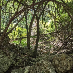 Barrow Nature Preserve