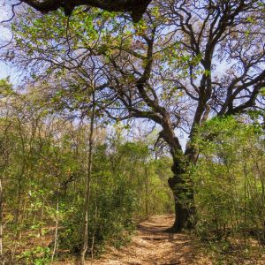Blunn Creek Nature Preserve