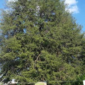 Caldwell Treaty Oak Park